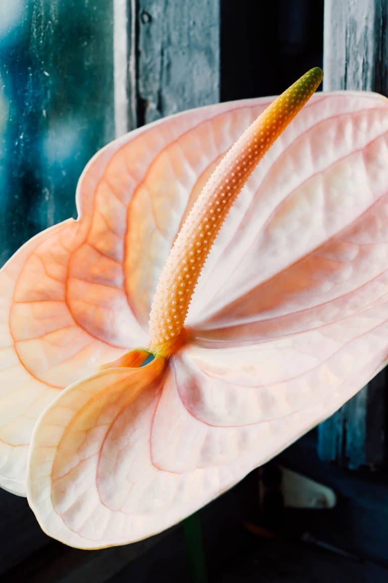 Anthurium care: complete guide to caring for flamingo flower