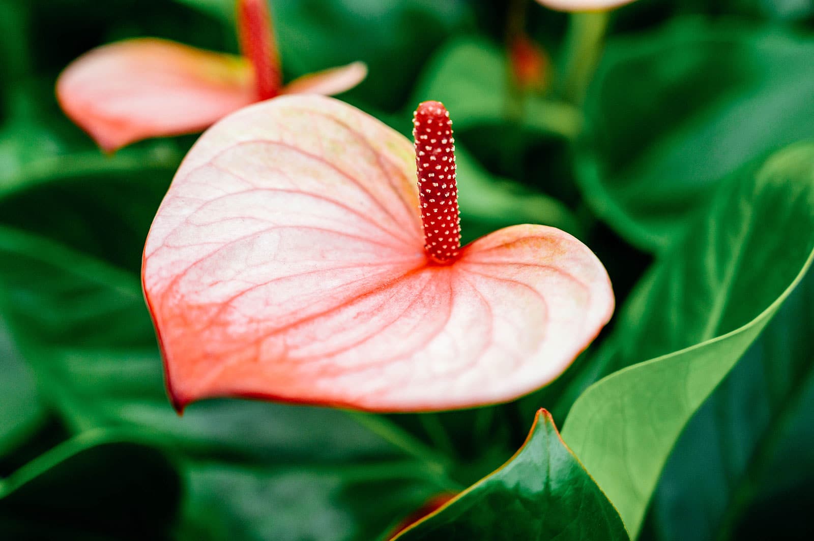 Close-up of pinkish-orange Anthurium flower