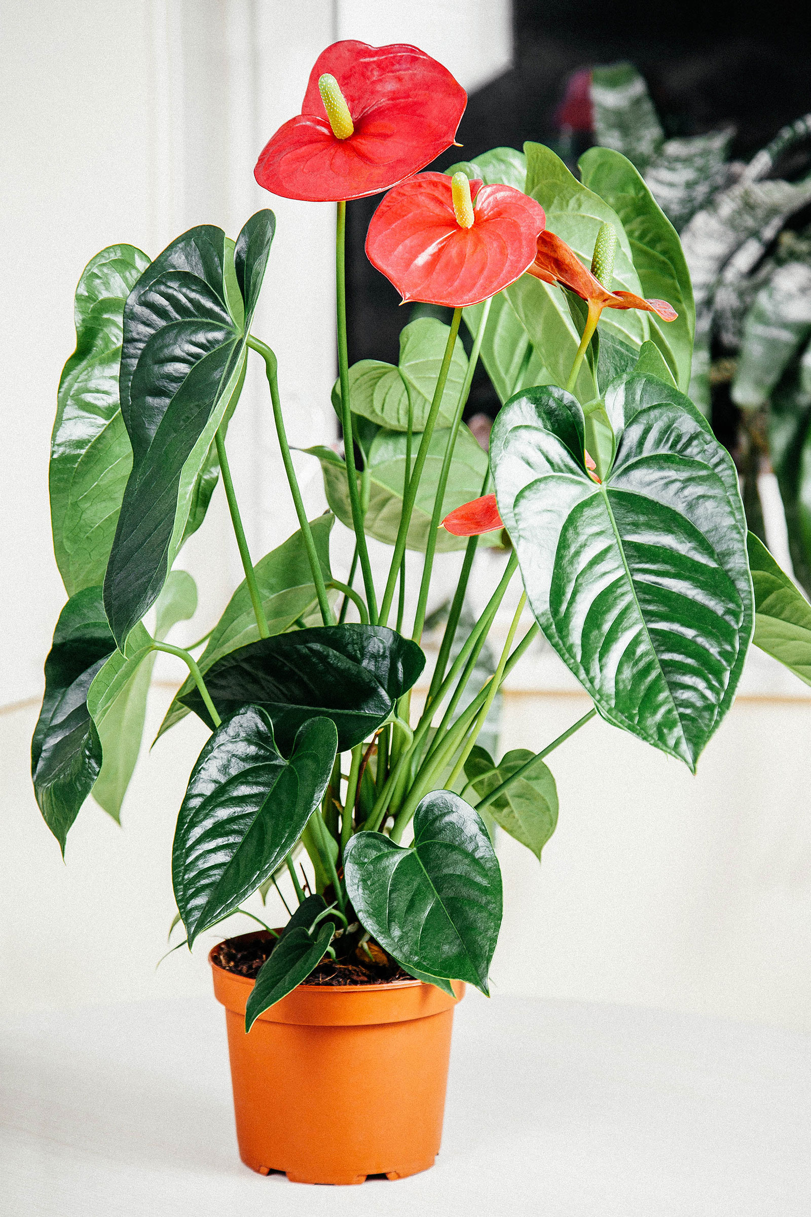 Red Anthurium (flamingo flower) houseplant in a plastic orange nursery pot