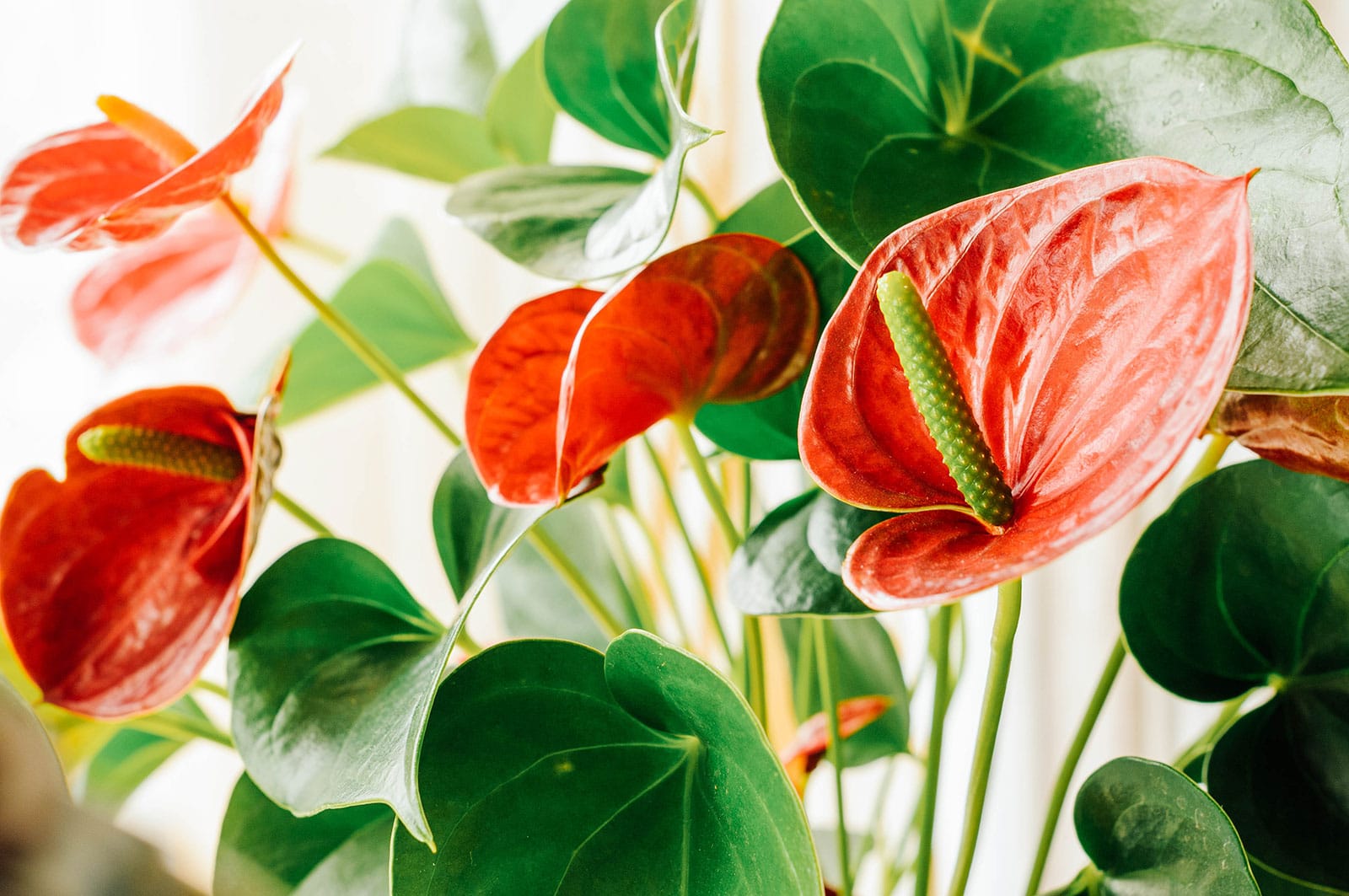 Red flamingo lily flowers and leaves