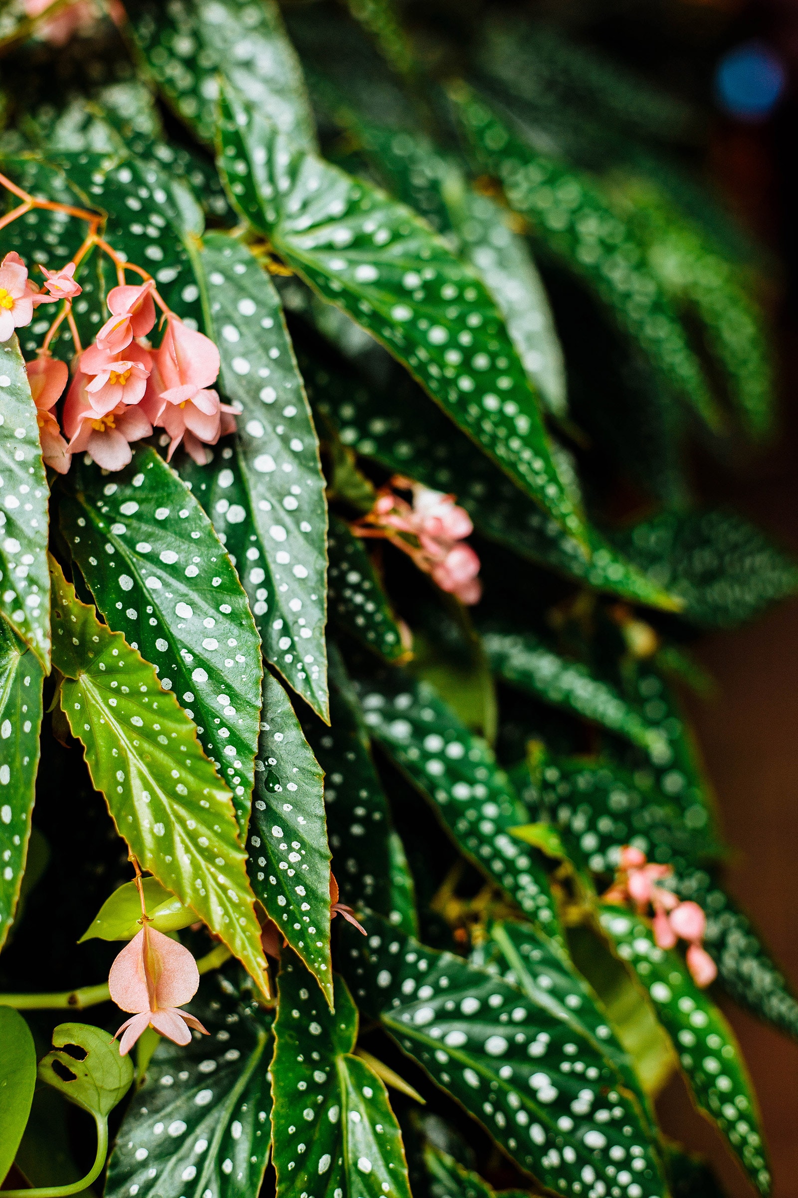 Begonia maculata plant with clusters of pink flowers