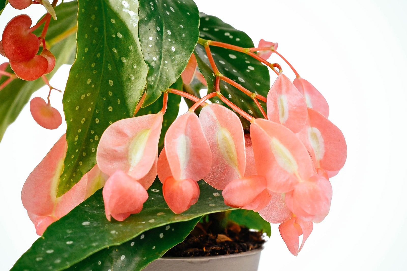 Begonia 'Tamaya' plant with bright pink flowers