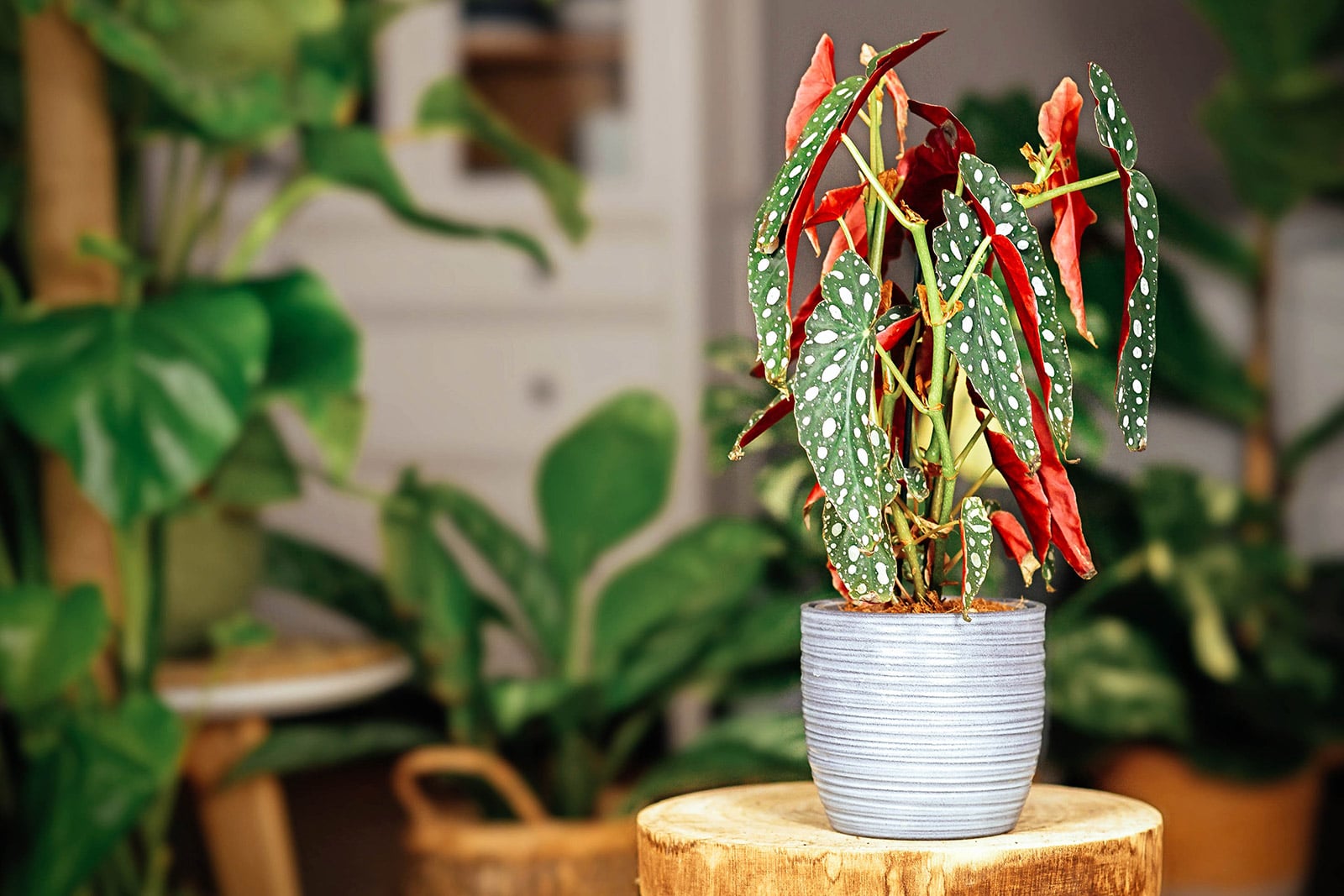 Polka dot Begonia houseplant in a gray striped pot placed on top of a wood stump in a home
