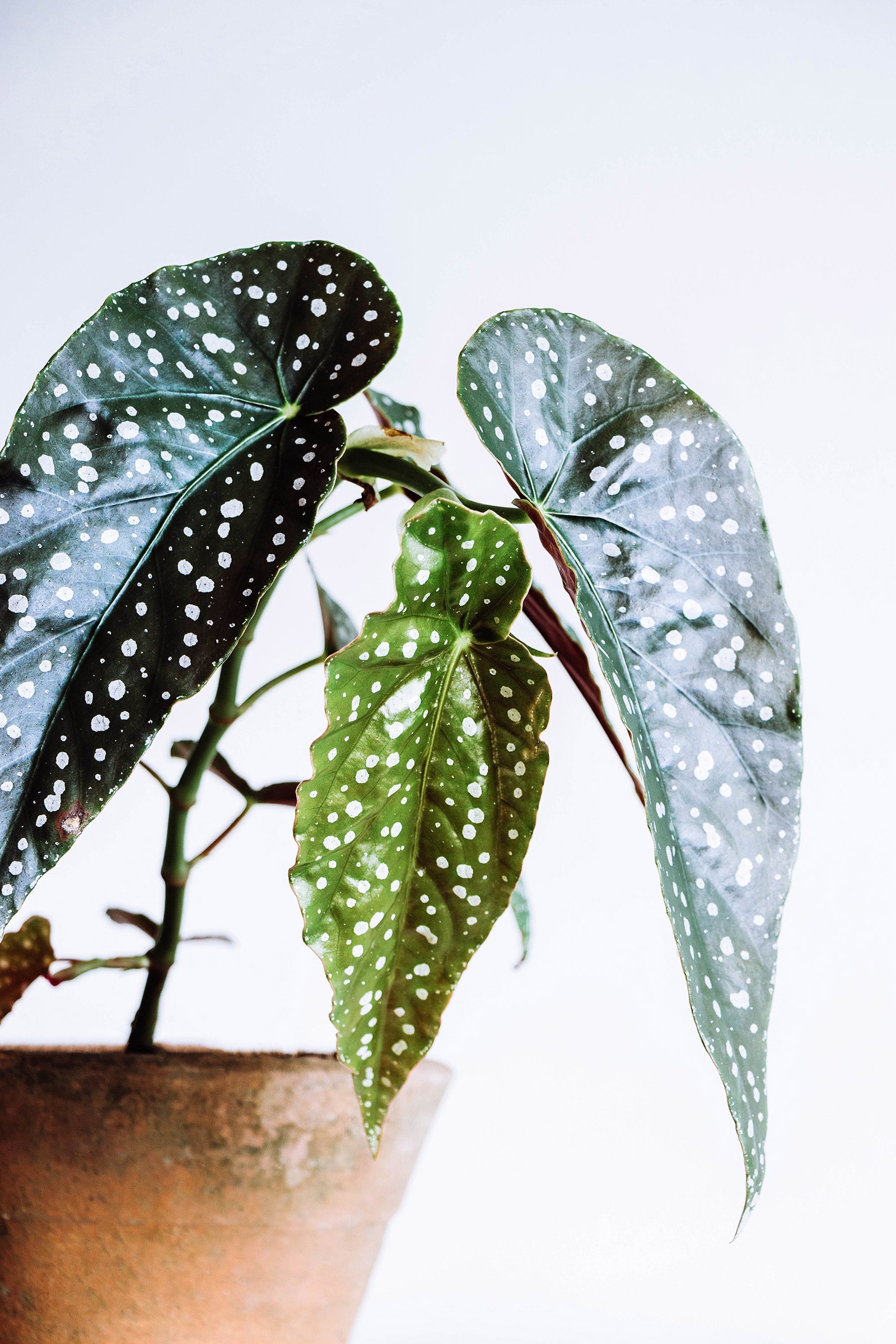 Begonia maculata (angelwing Begonia) plant in rustic terracotta pot against a white background