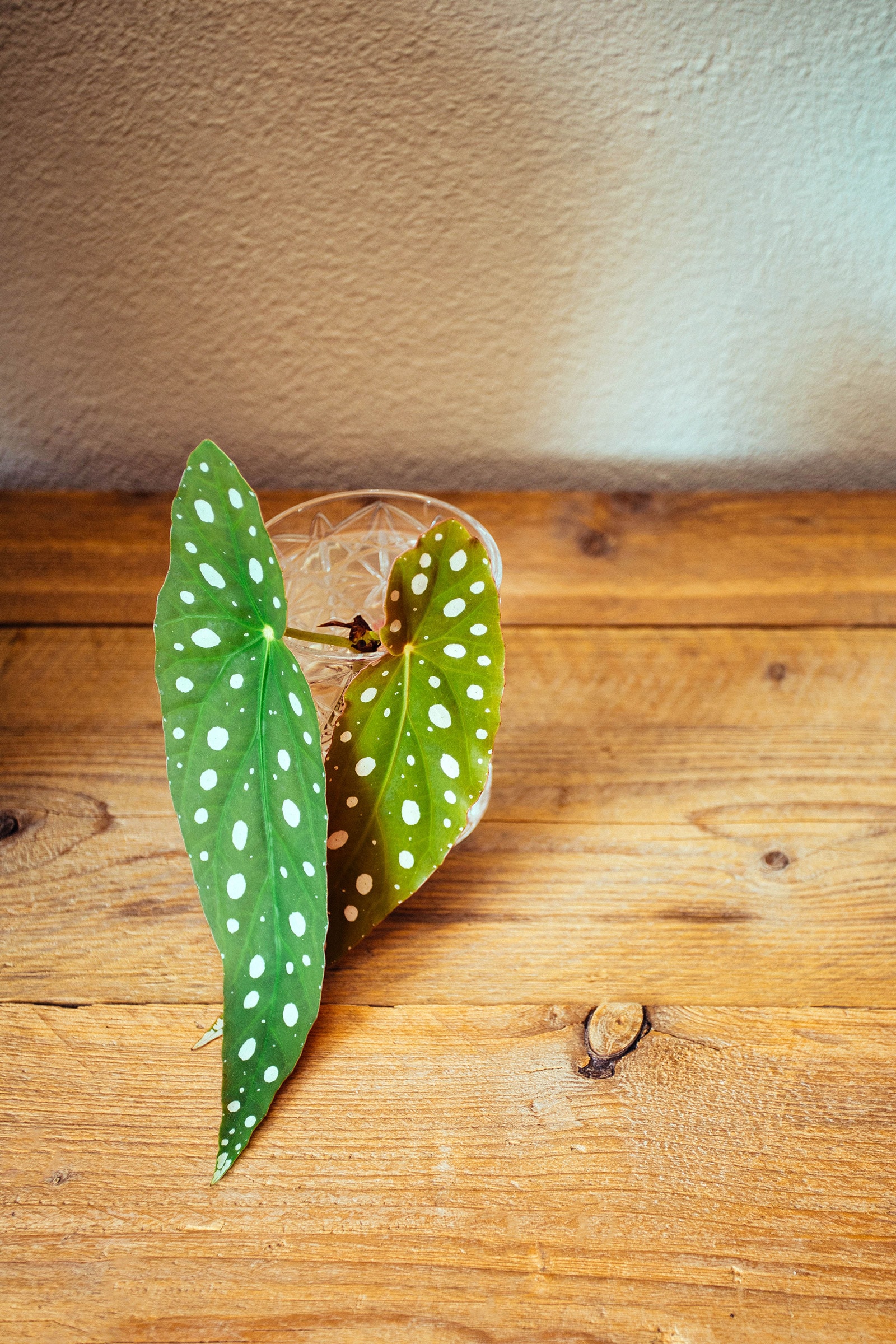 Two Begonia maculata leaves being rooted in a glass of water on a wooden table