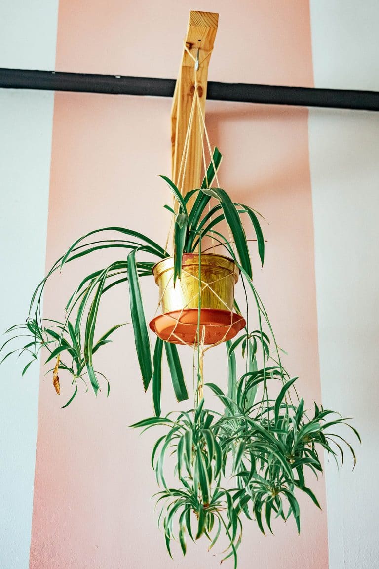 The best beginner's guide to spider plant care (Chlorophytum comosum)