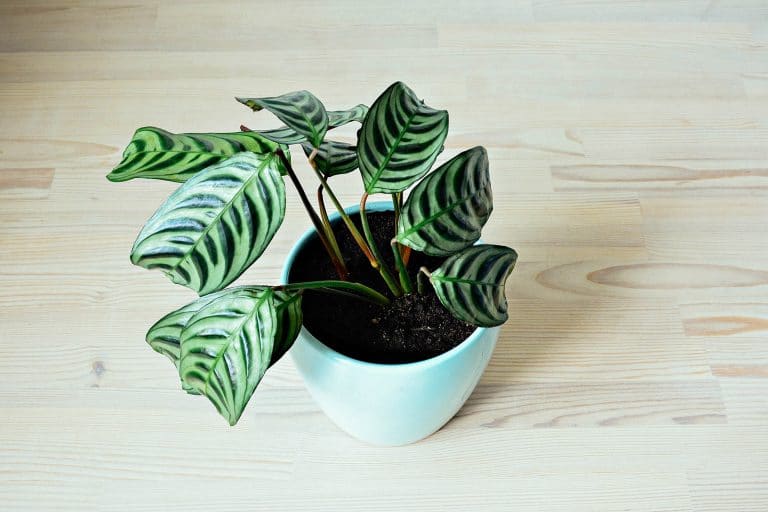 Ctenanthe: complete care guide to the never never plant