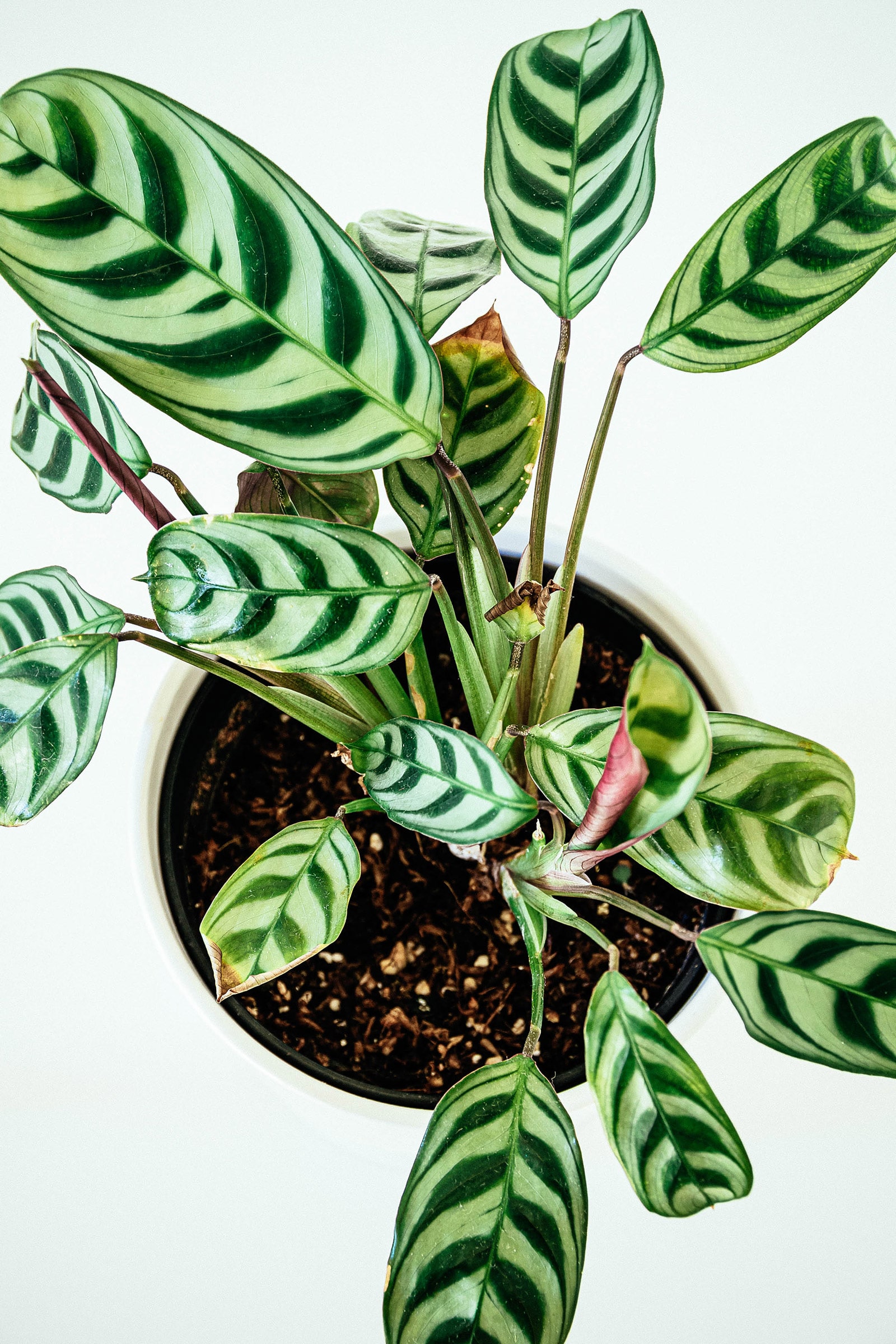 Overhead view of never never plant with fishbone pattern leaves