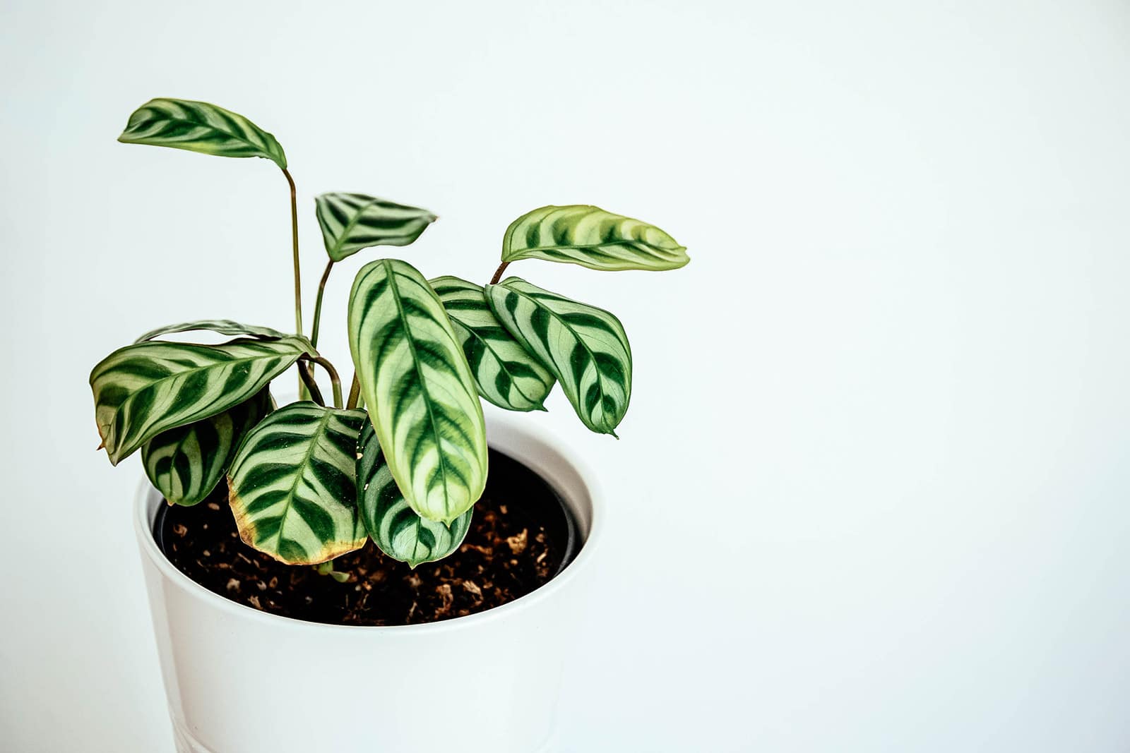Ctenanthe (fishbone prayer plant) in a white pot against a white background