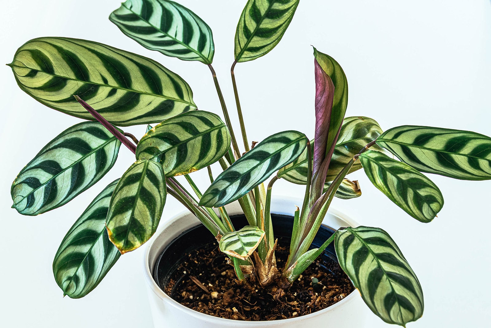 Ctenanthe (never never plant) in a white pot against a white backdrop