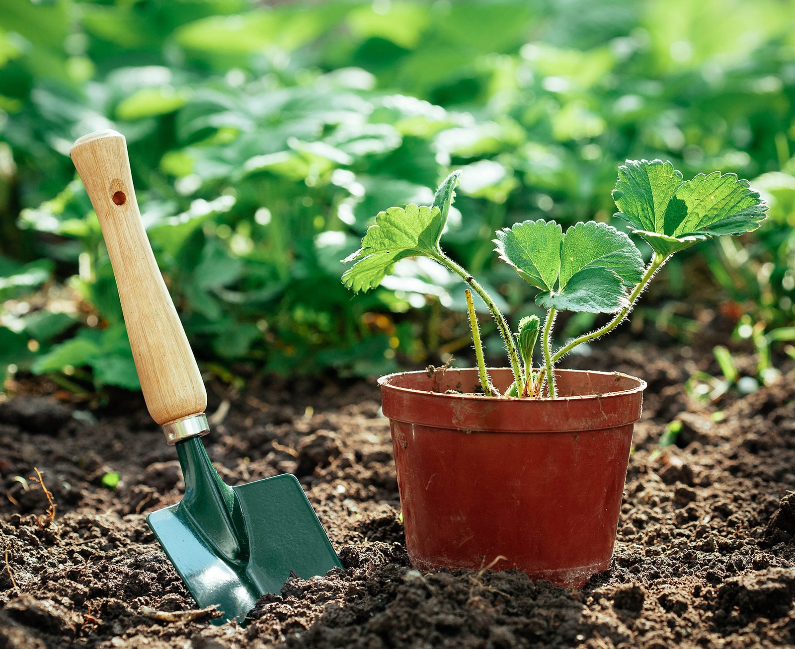 Strawberry seedling in a brown plastic pot with a green trowel next to it, both set in a garden on the soil, ready for planting