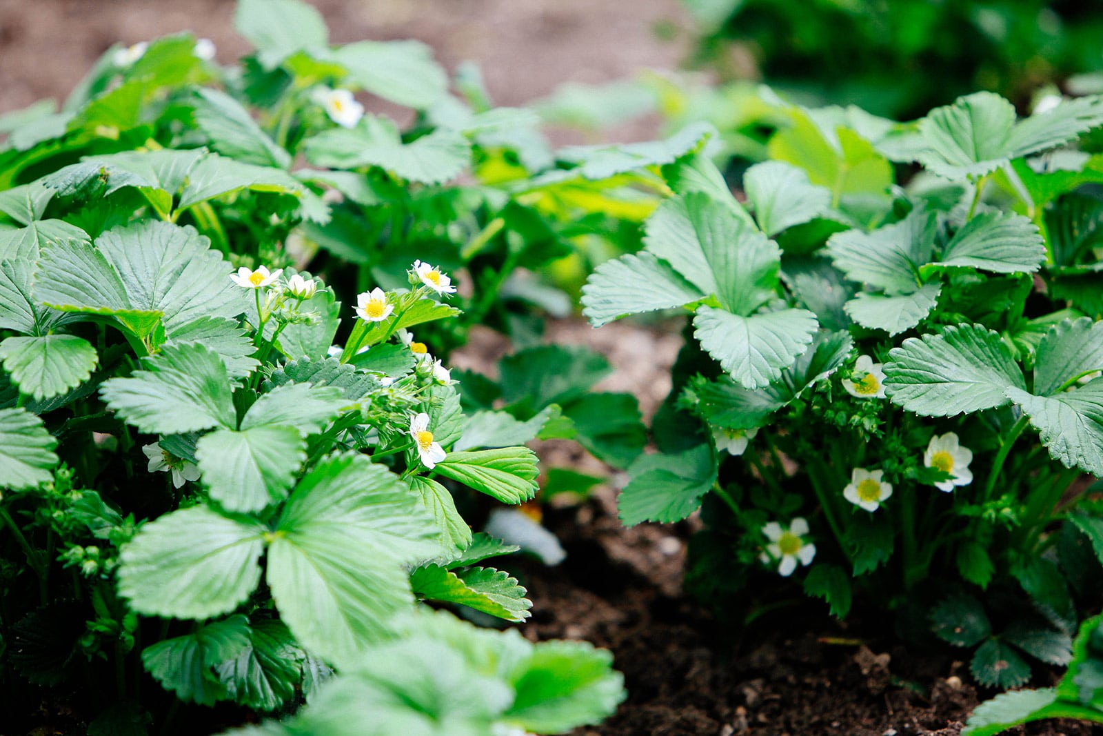 Strawberry plants planted closely together