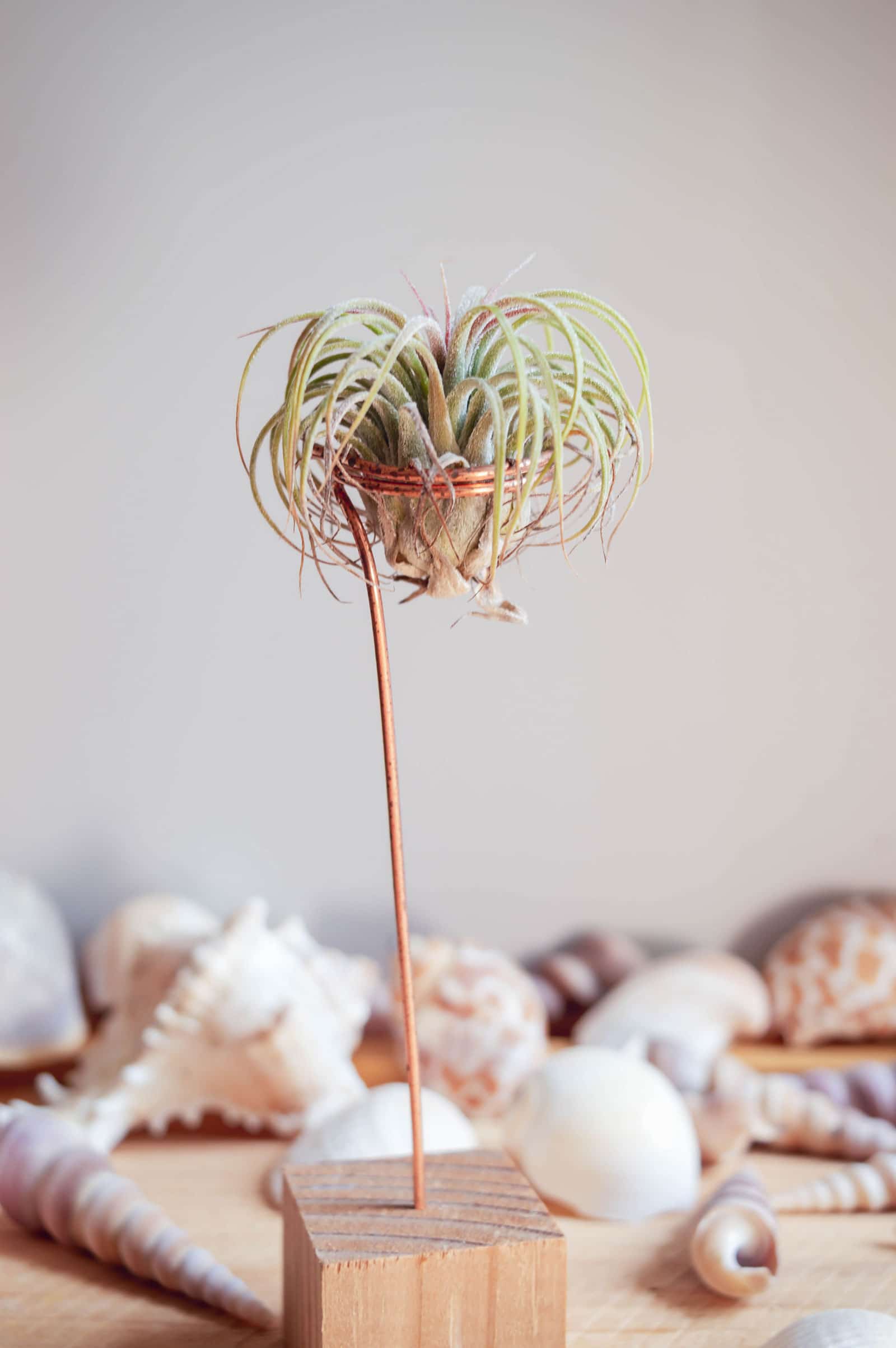 Tillandsia plant displayed in a decorative bronze wire holder anchored to a wooden block, with various seashells in the background