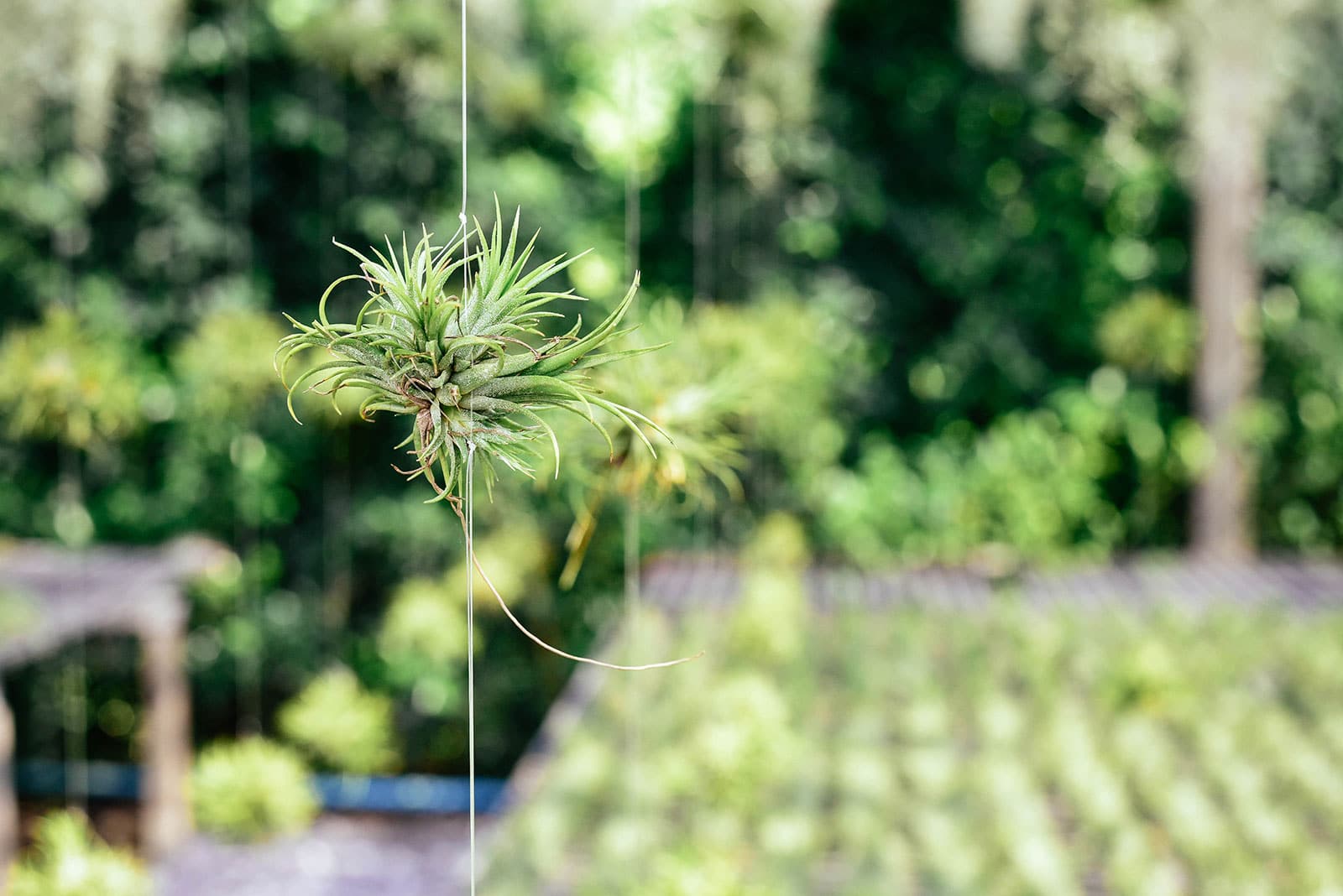 Tillandsia mounted vertically on a string outdoors