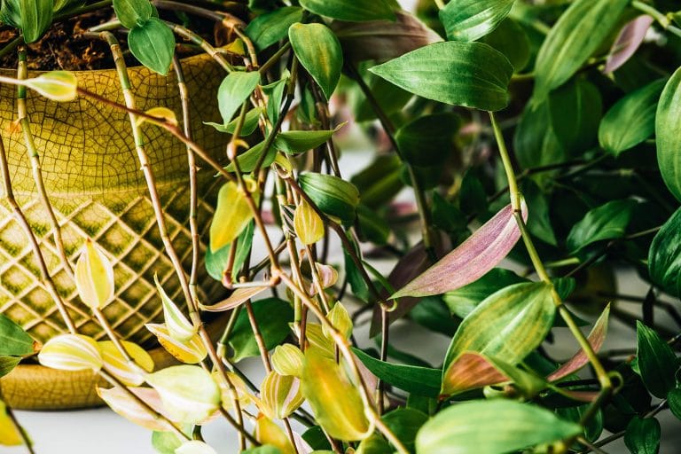Wandering Jew plant care: complete growing guide for Tradescantia zebrina (inch plant)