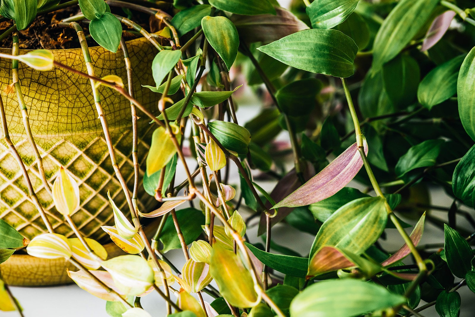 Wandering Jew plant care: complete growing guide for Tradescantia zebrina (inch plant)