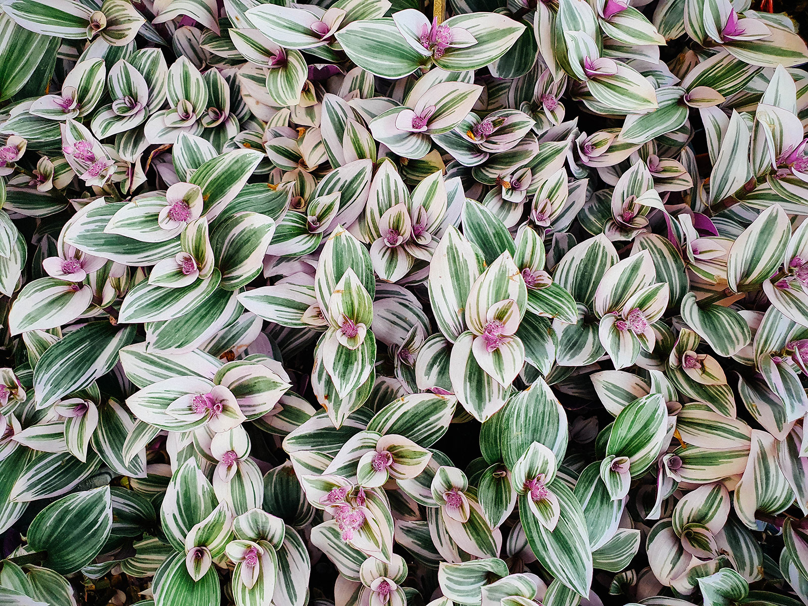 Tradescantia zebrina (wandering Jew) with bicolor (green and cream) leaves and pink flowers