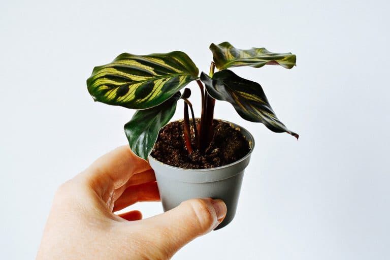 Calathea makoyana: best way to care for the peacock plant