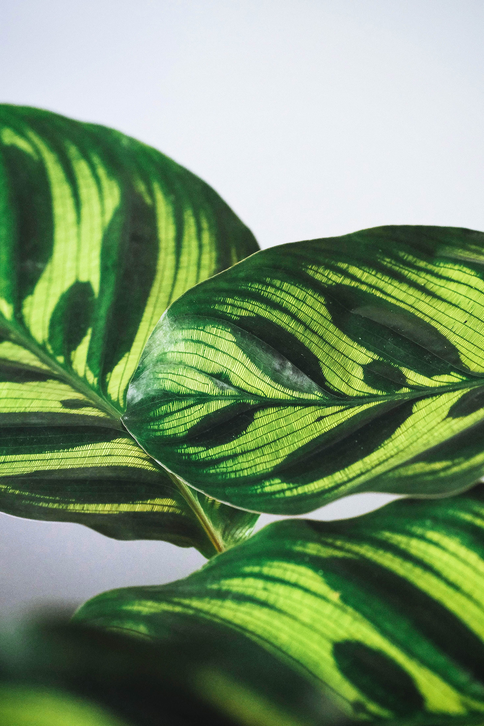Close-up of Calathea makoyana (peacock prayer plant) leaves