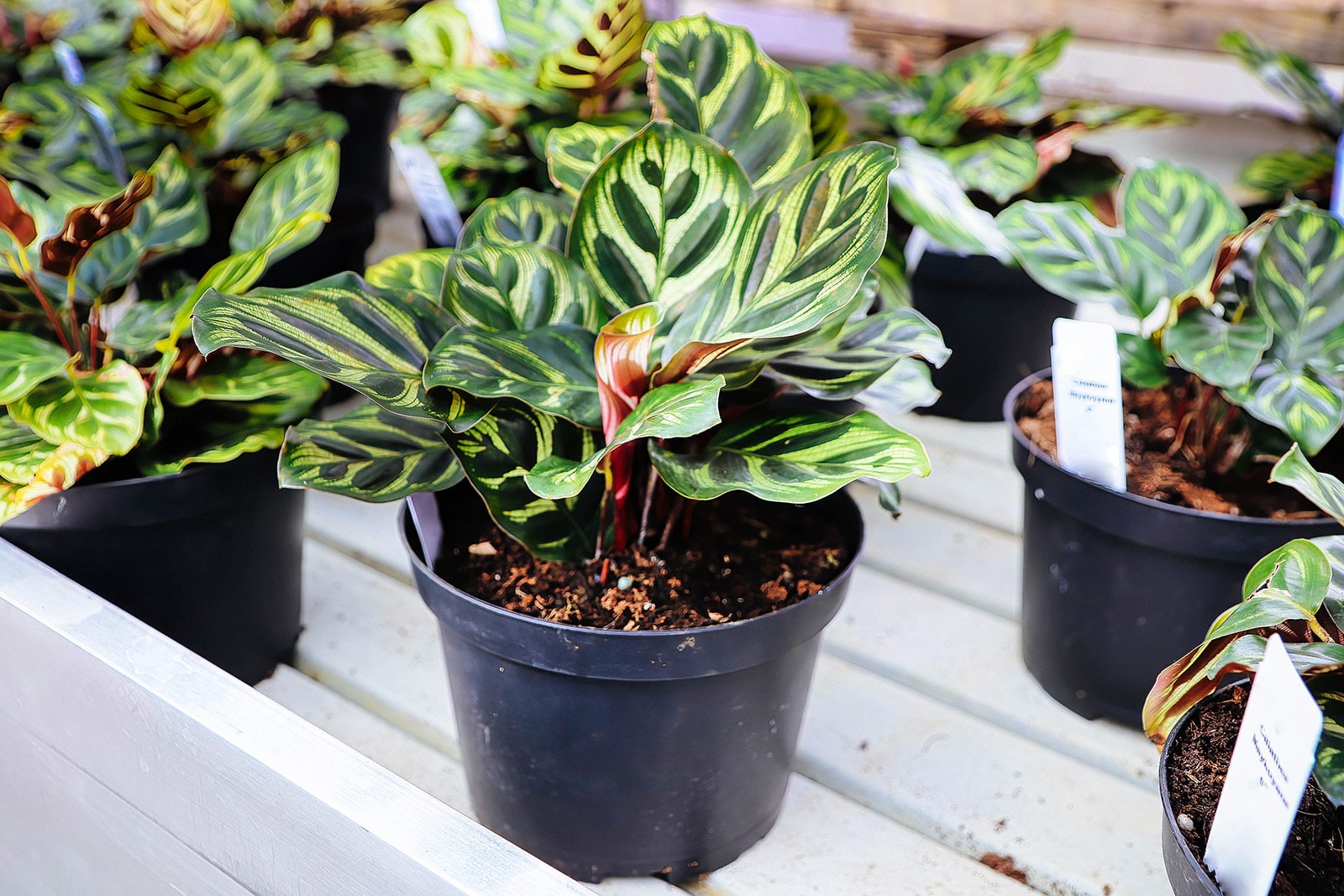 Small peacock Calathea plants in black plastic pots for sale on a shelf