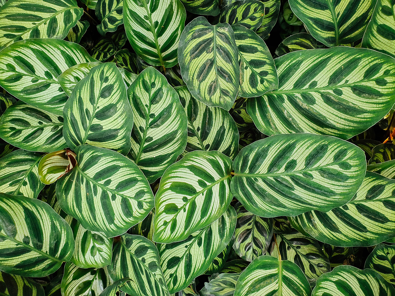 Overhead view of Calathea makoyana (peacock plant) foliage