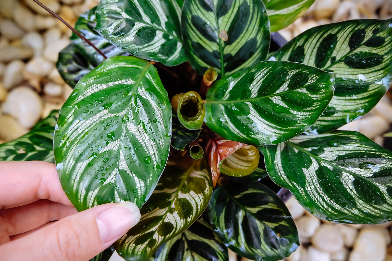 Hand holding the tip of a wet Calathea makoyana (peacock plant) leaf on a small houseplant