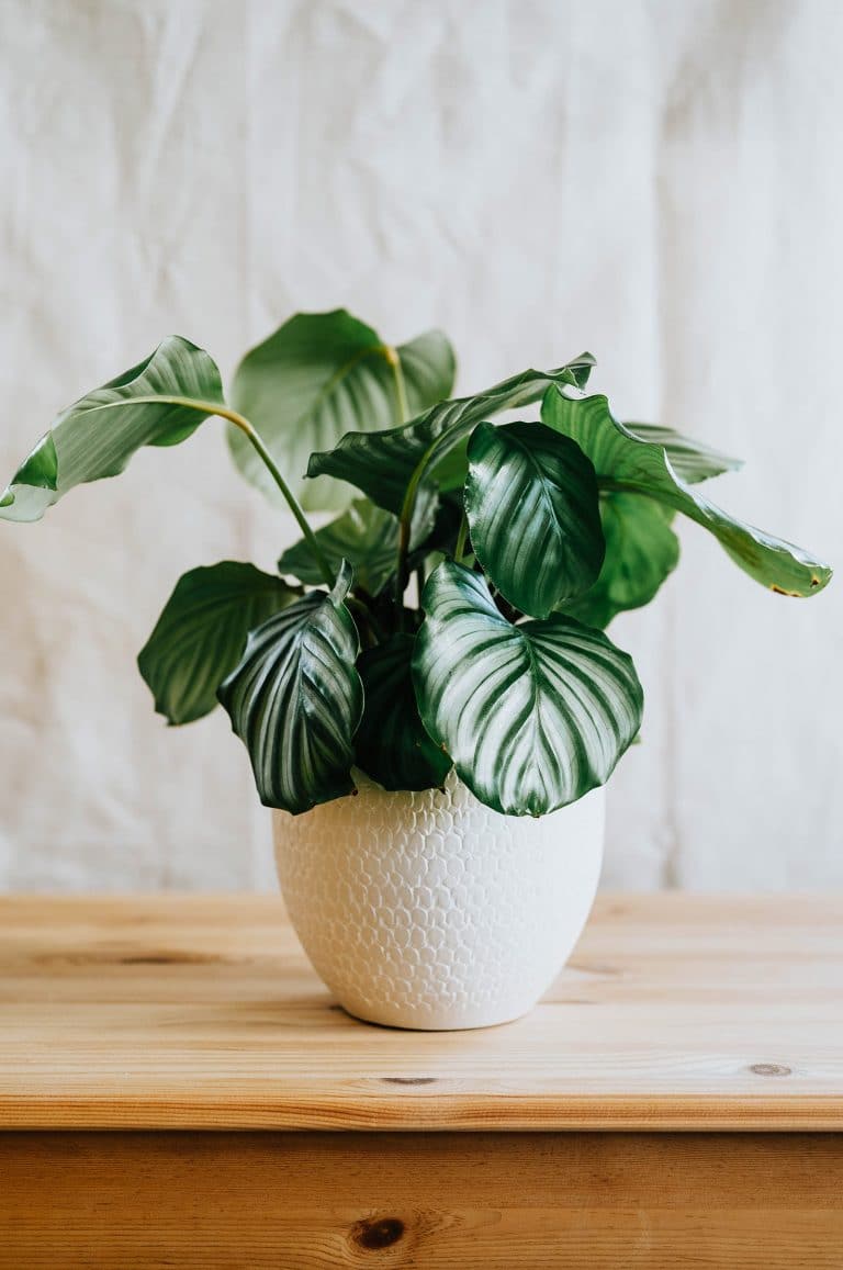 Calathea orbifolia care tips: everything you need to know