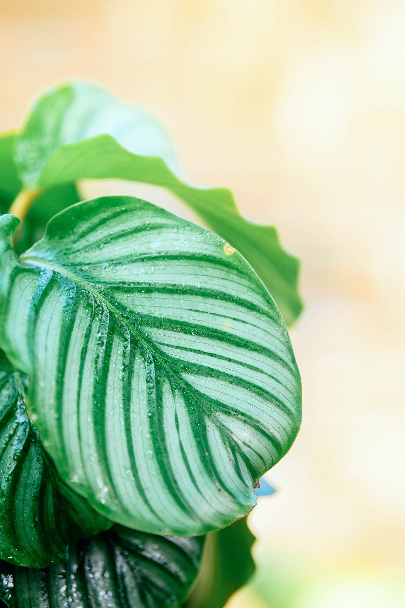 Close-up of Calathea orbifolia prayer plant with moisture on the leaves, set against a pastel orange background