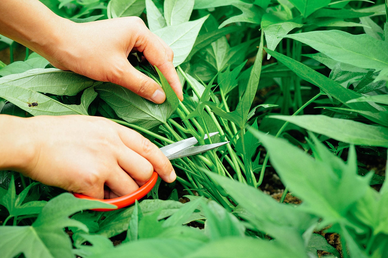Hands reaching into a garden bed and harvesting sweet potato leaves with scissors