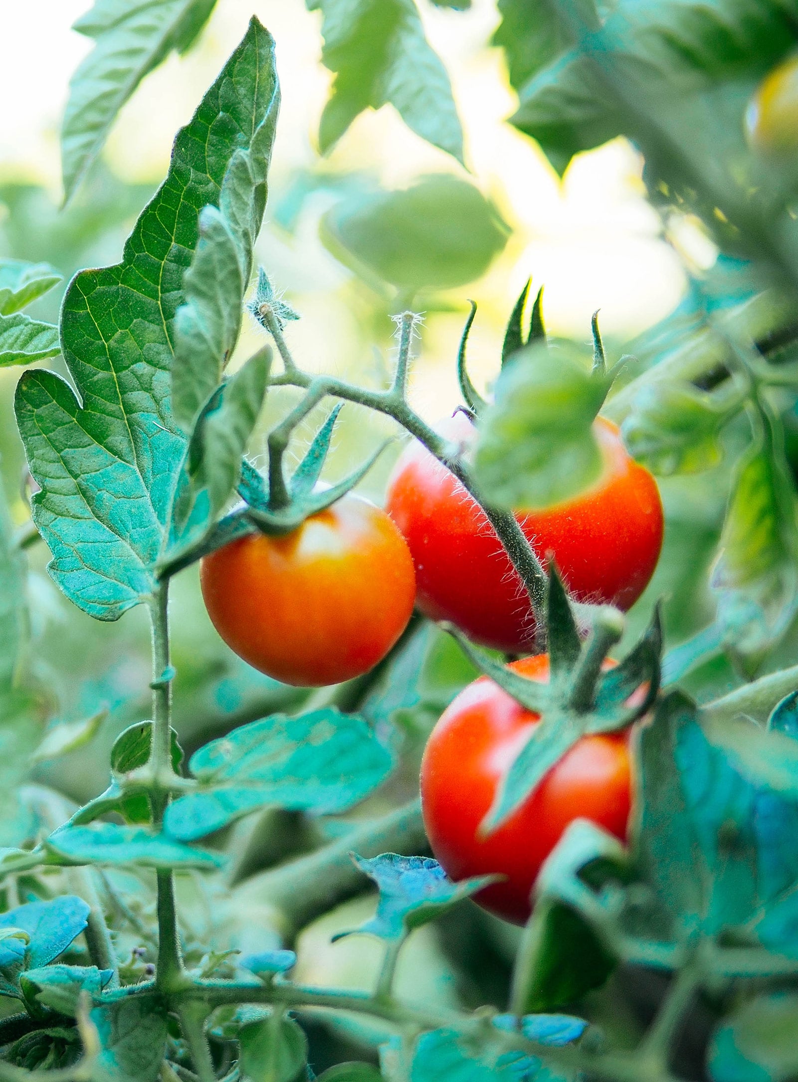 Close-up of red tomatoes ripening on the vine