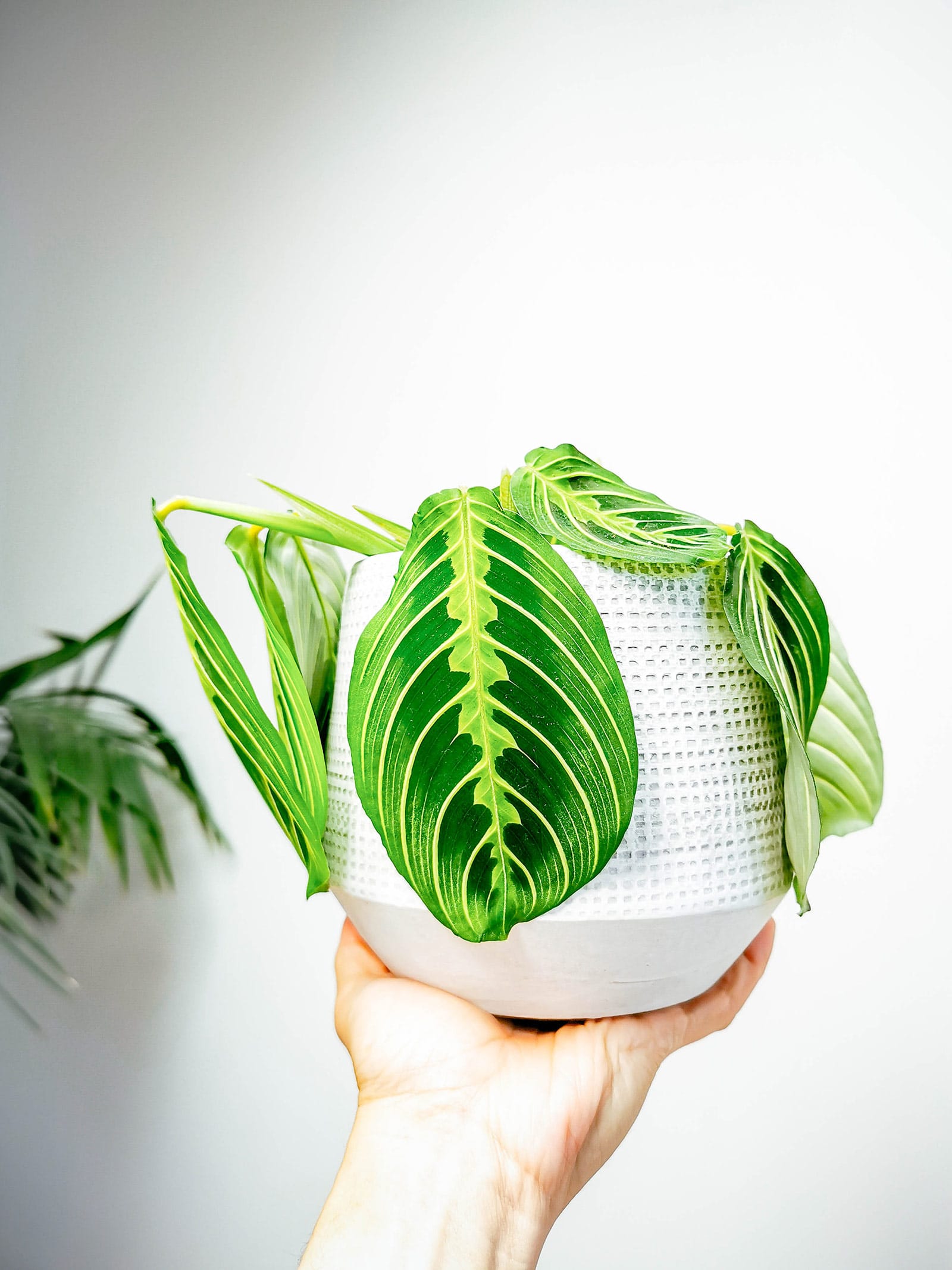 Hand holding a Maranta leuconeura 'Lemon Lime' plant in a white textured pot against a white wall