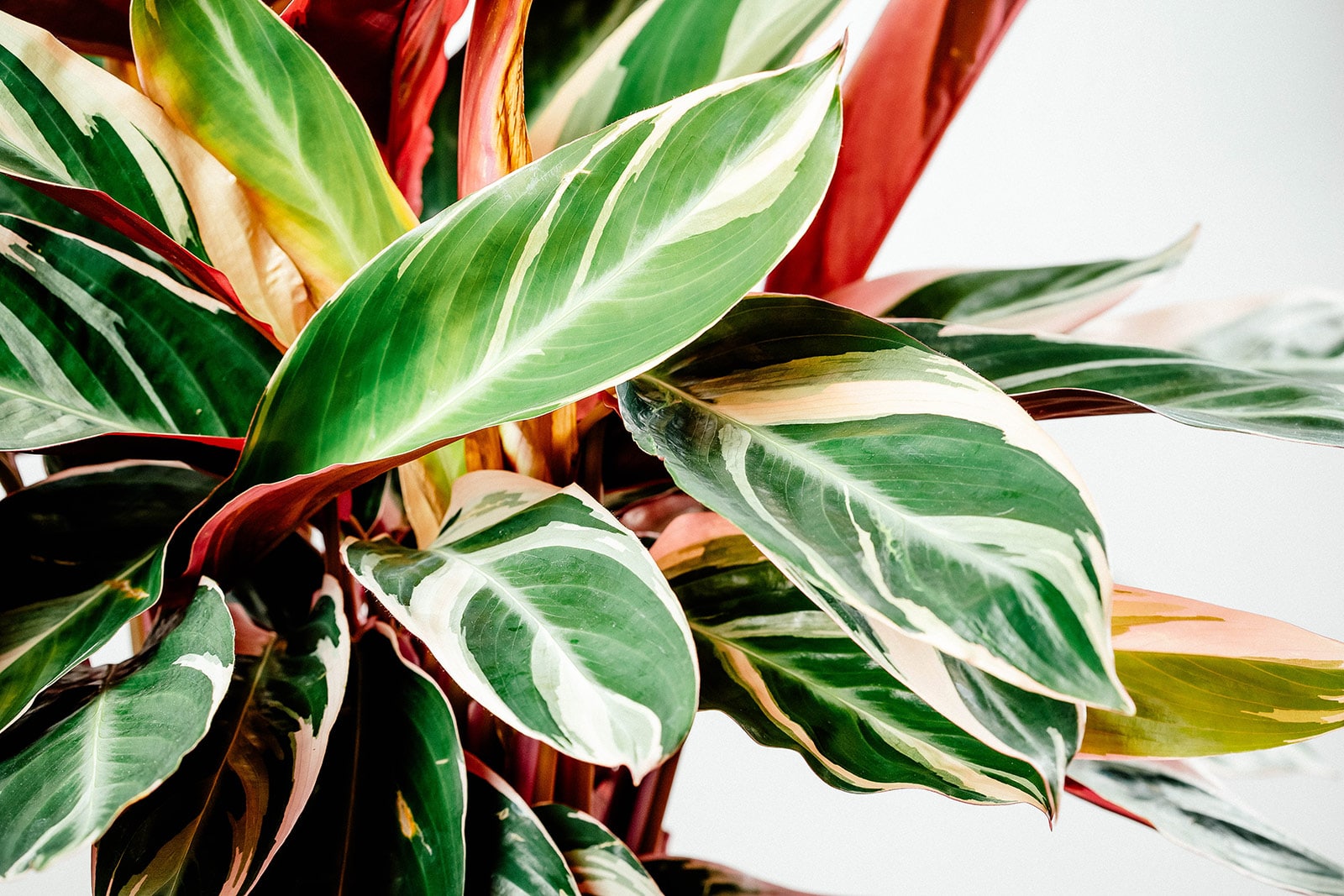 Stromanthe tricolor plant full of lush, white and pink streaked leaves