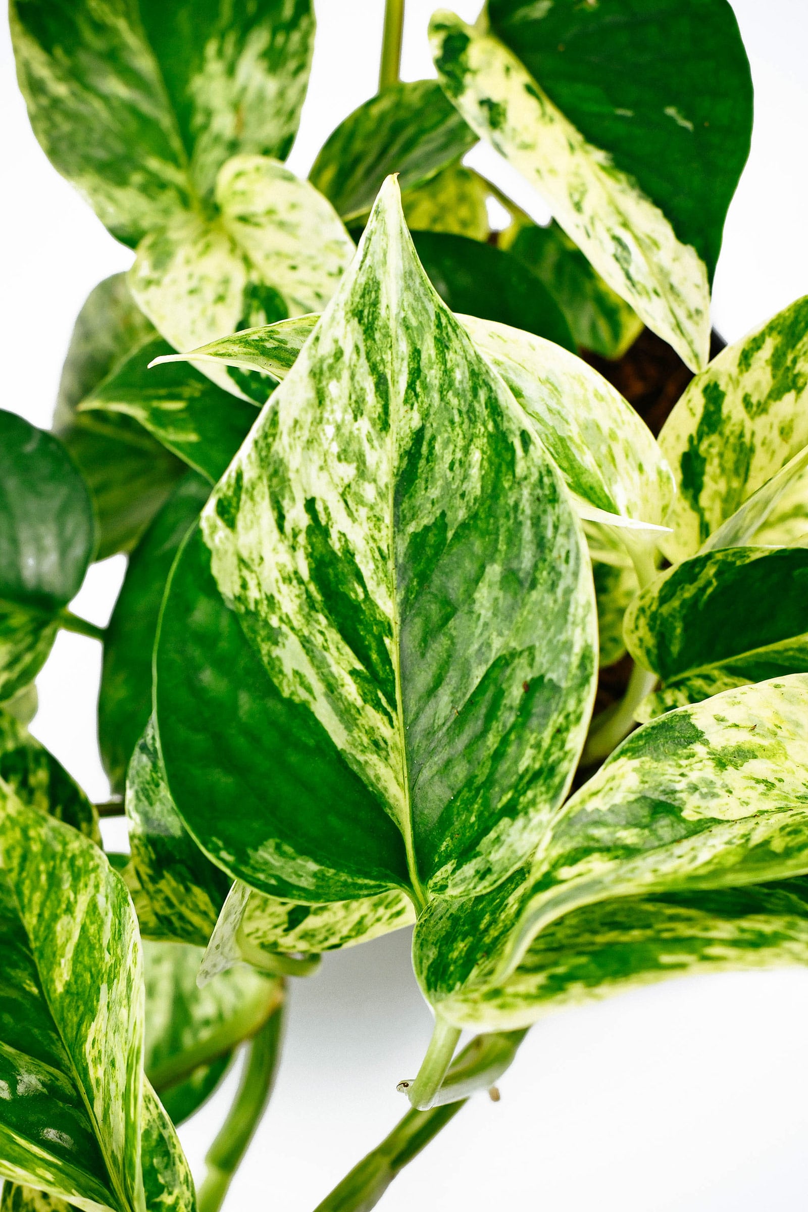 Marble Queen pothos care: ultimate growing guide for devil's ivy plant (Epipremnum aureum)