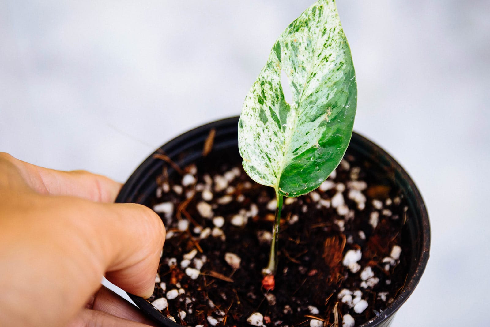 A newly transplanted Epipremnum aureum (pothos) cutting in a small plastic pot