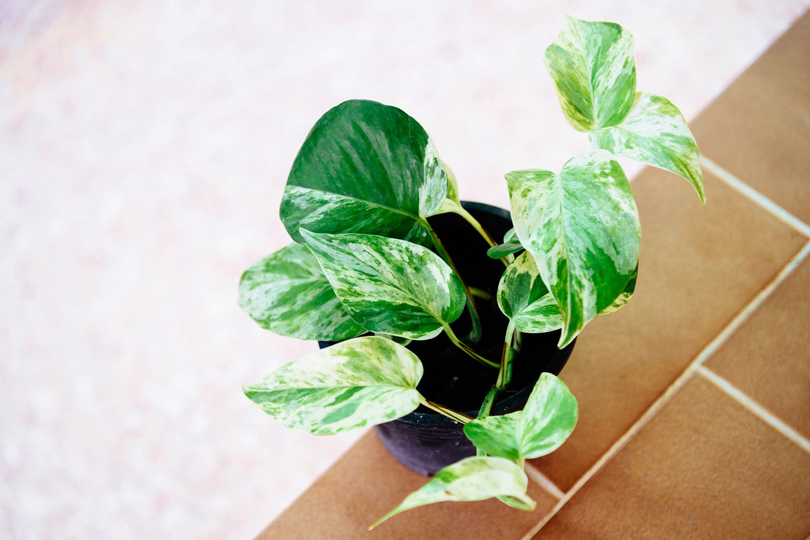 Epipremnum aureum (devil's ivy) plant in a small black pot on a terracotta tile table