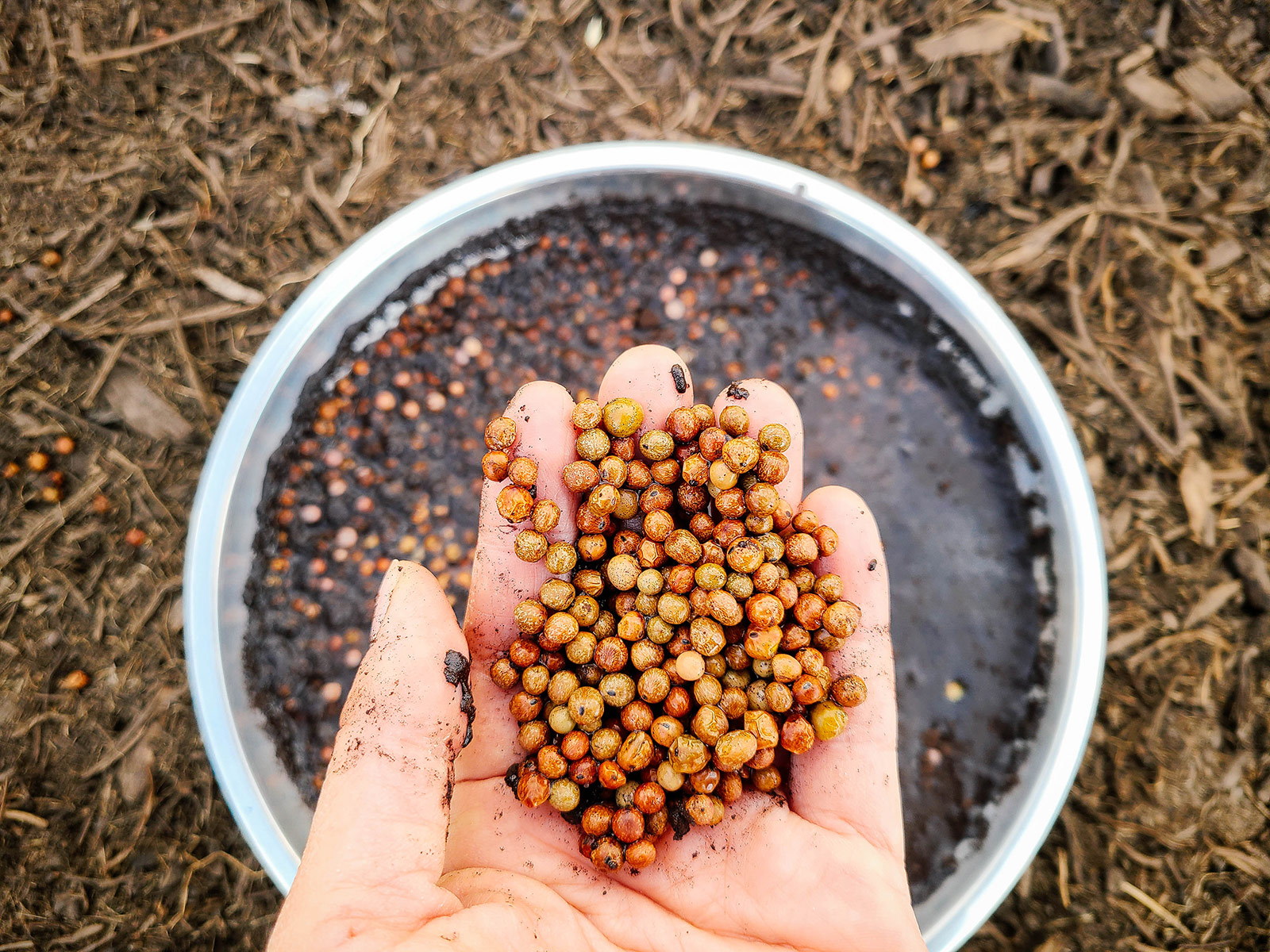 Hand holding inoculated pea seeds in the garden, above a silver dish with more inoculated seeds