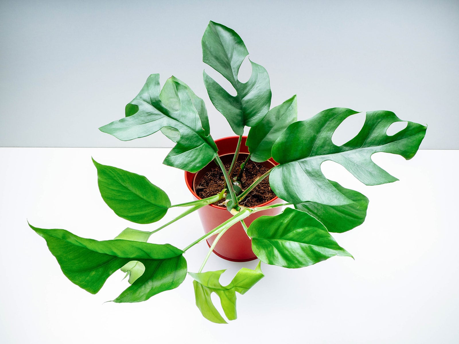 Monstera minima (Rhaphidophora tetrasperma) plant in an orange plastic pot against a white surface and background