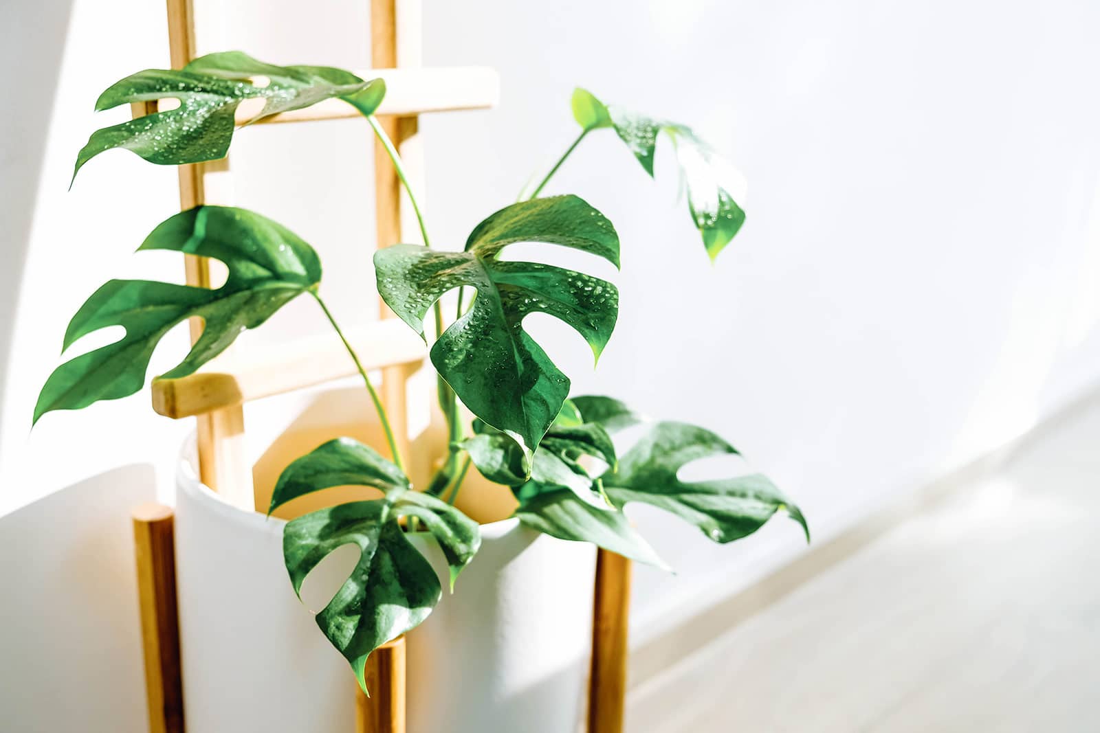 Rhaphidophora tetrasperma (Monstera Ginny) in a modern white ceramic pot with water droplets on its leaves, set against a white background