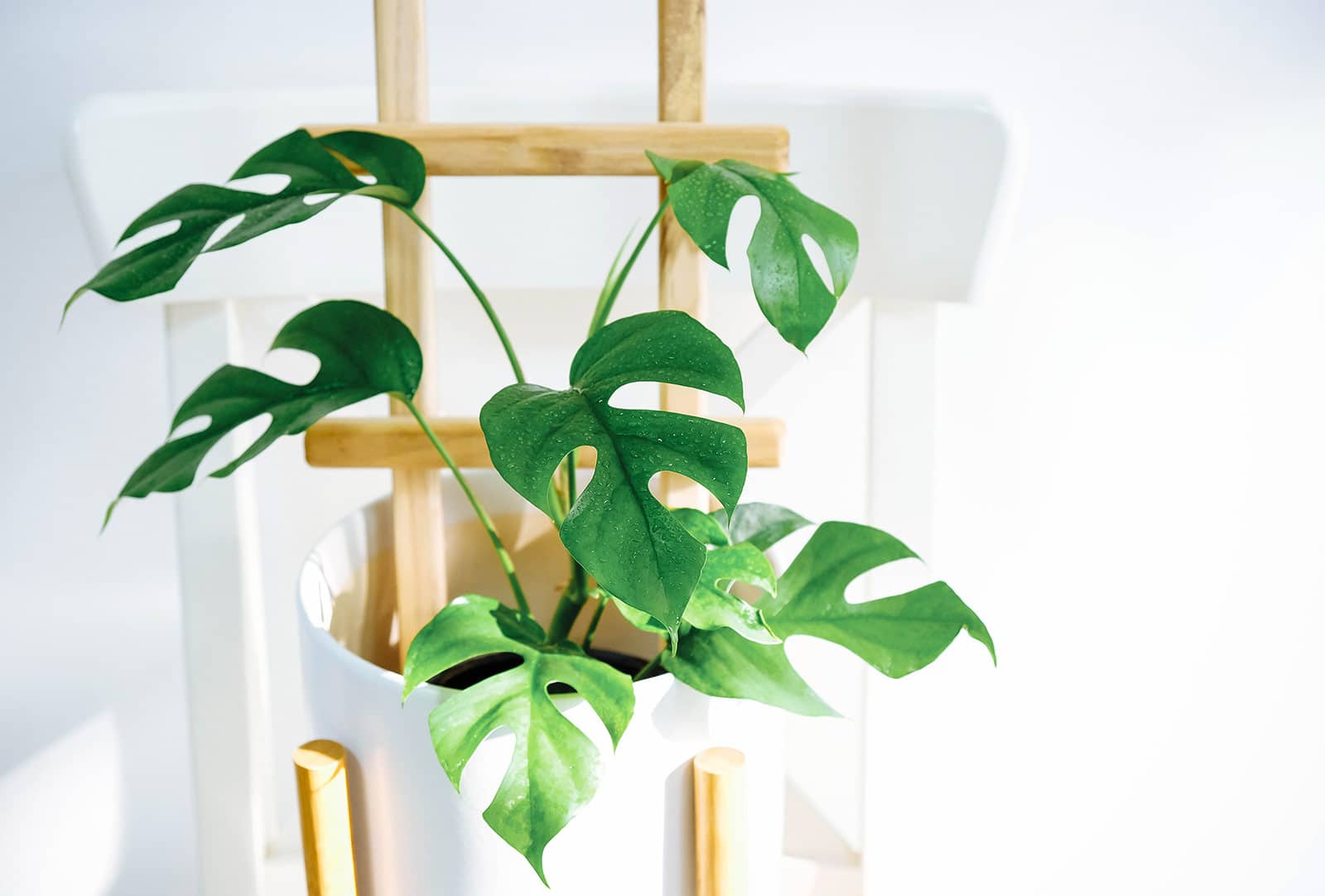 Mini monstera plant (Rhaphidophora tetrasperma) in a modern white ceramic pot with a wooden trellis, set against a white background