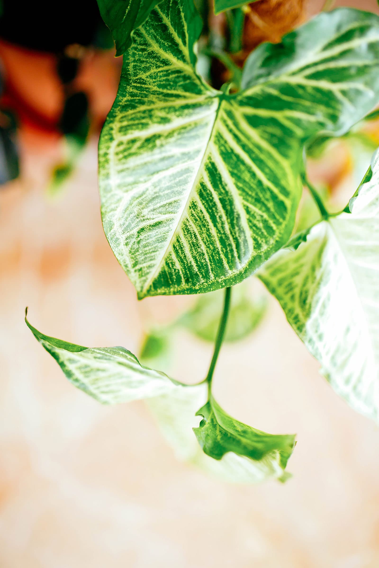 Close-up of Syngonium 'White Butterfly' arrowhead plant leaf