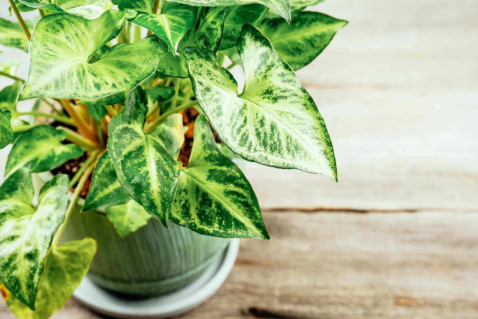 Syngonium podophyllum (arrowhead plant) in a green ceramic pot placed on a rustic wooden surface