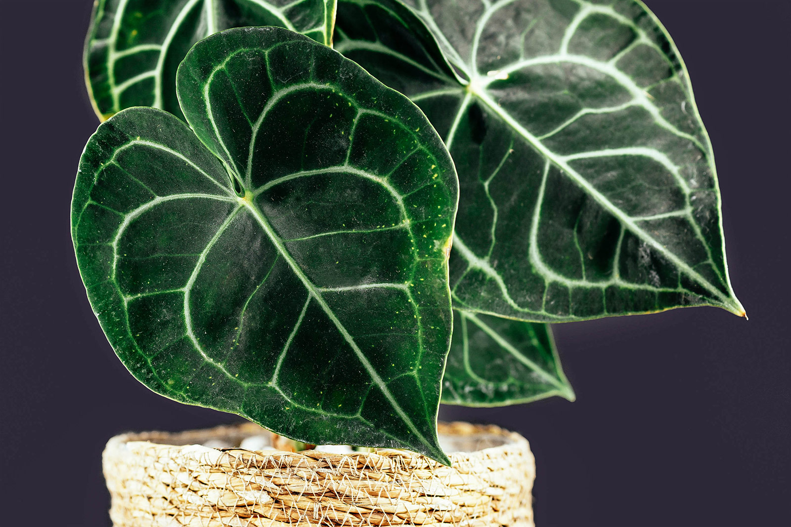 Close-up of deep green Anthurium clarinervium velvet leaf