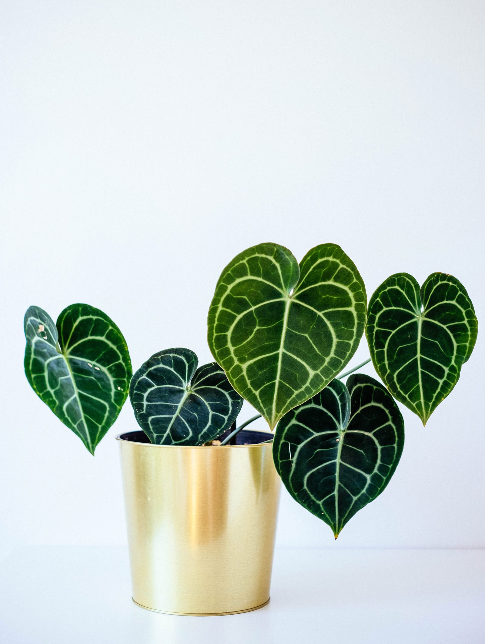 Anthurium clarinervium (velvet cardboard Anthurium) houseplant in a gold pot against a white background