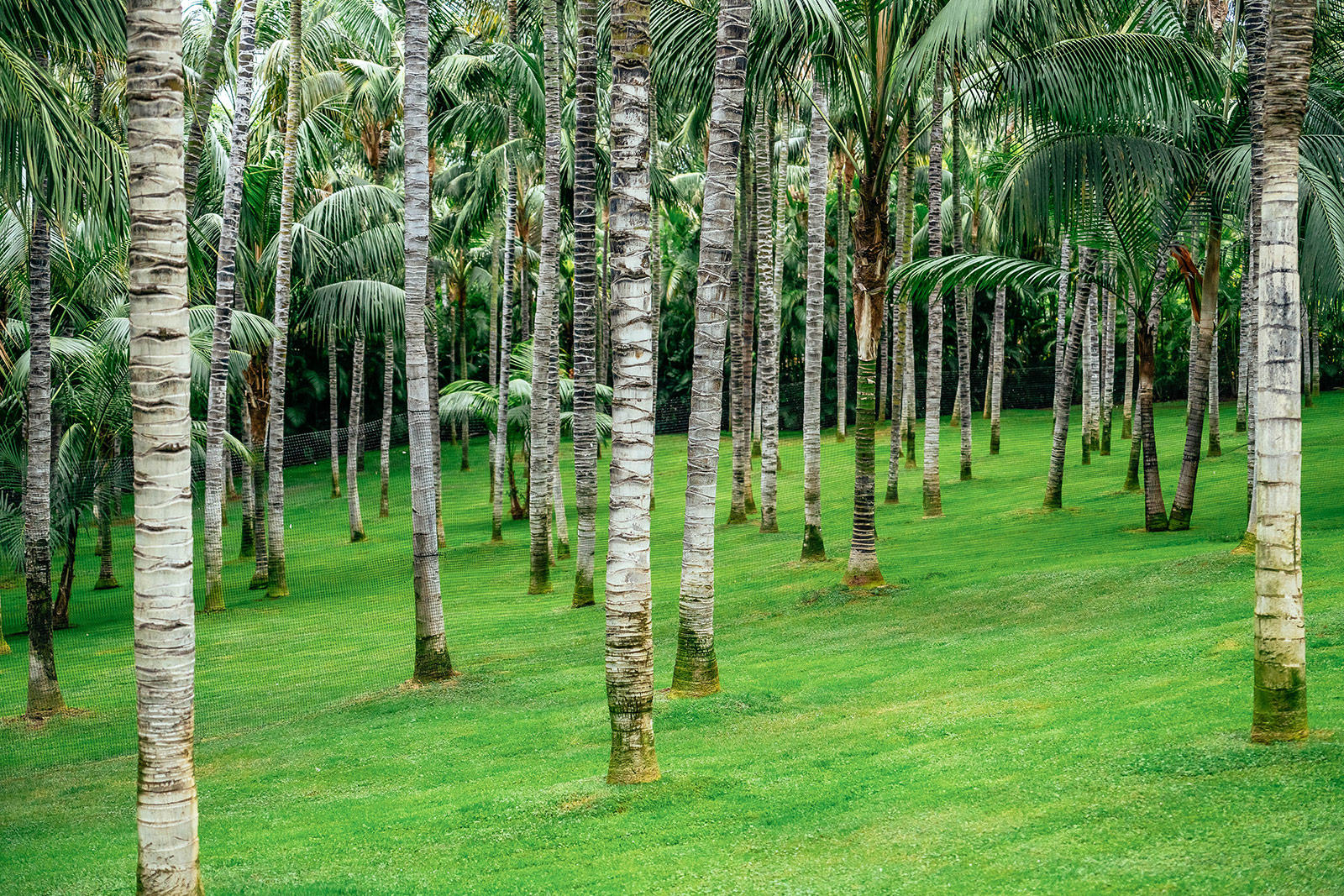 A grove of fast-growing Mexican fan palm trees growing on a grassy property