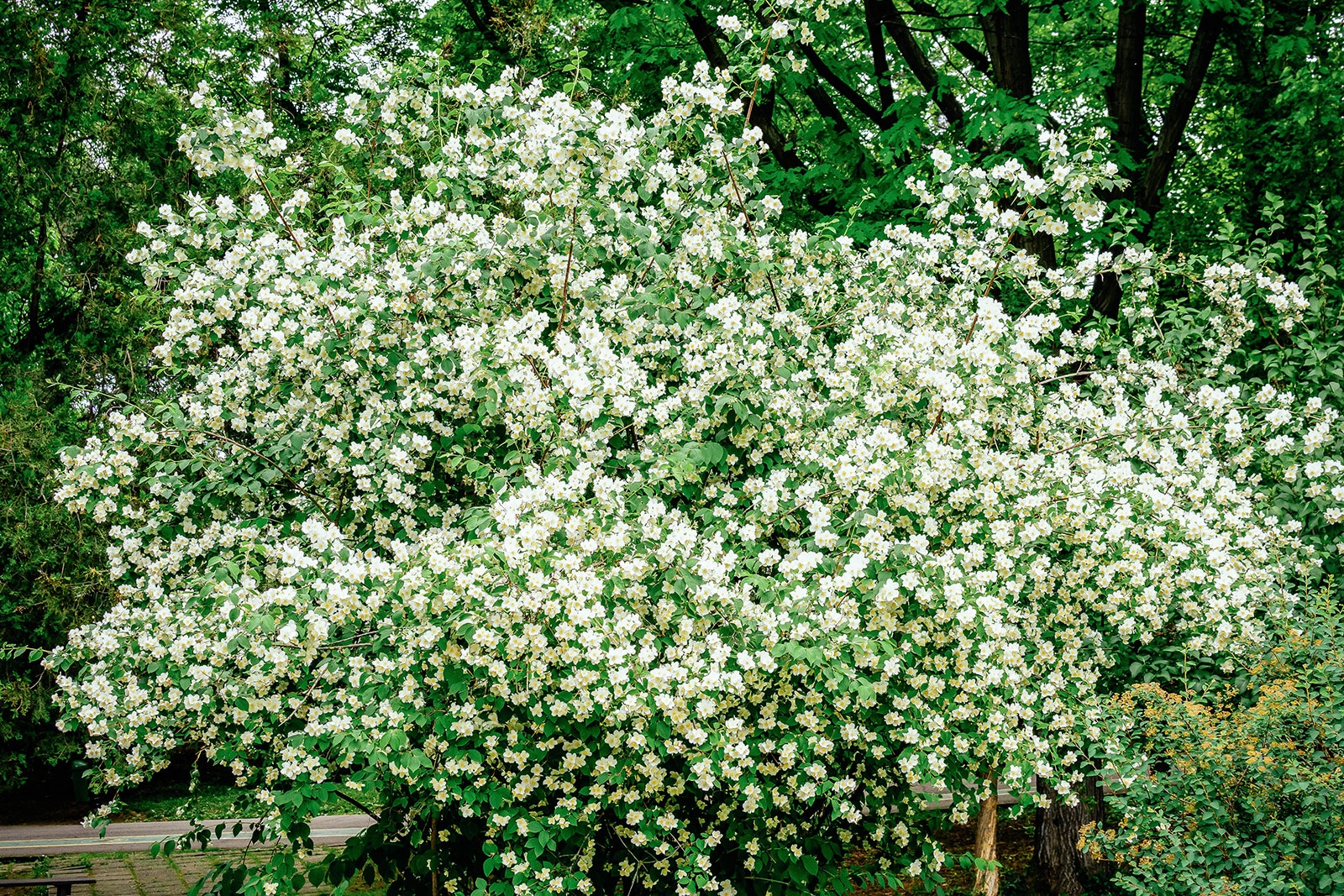 Fast-growing sweet mock orange tree shrub covered in white blooms