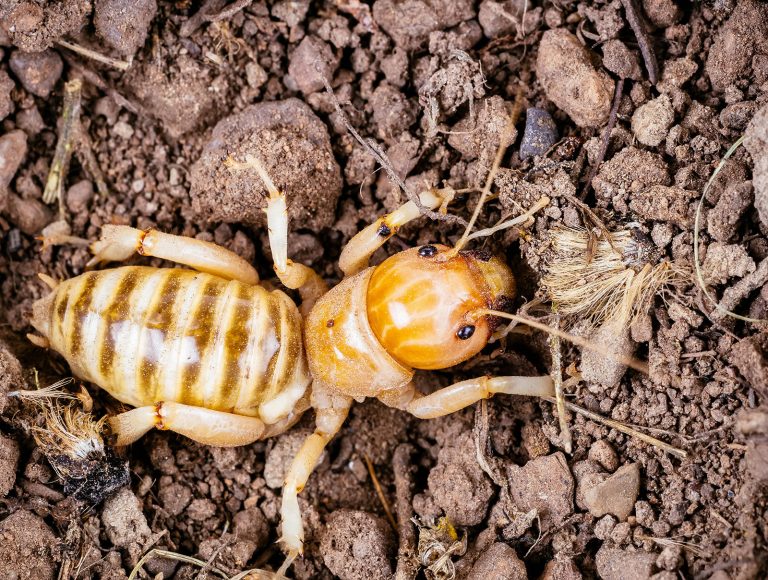 Yikes—do potato bugs bite? Here's the lowdown on Jerusalem crickets