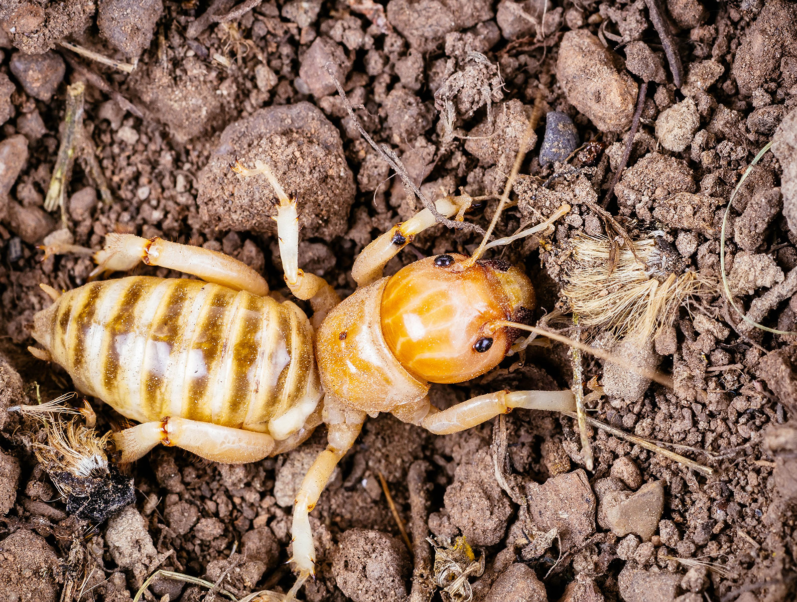 Yikes—do potato bugs bite? Here's the lowdown on Jerusalem crickets
