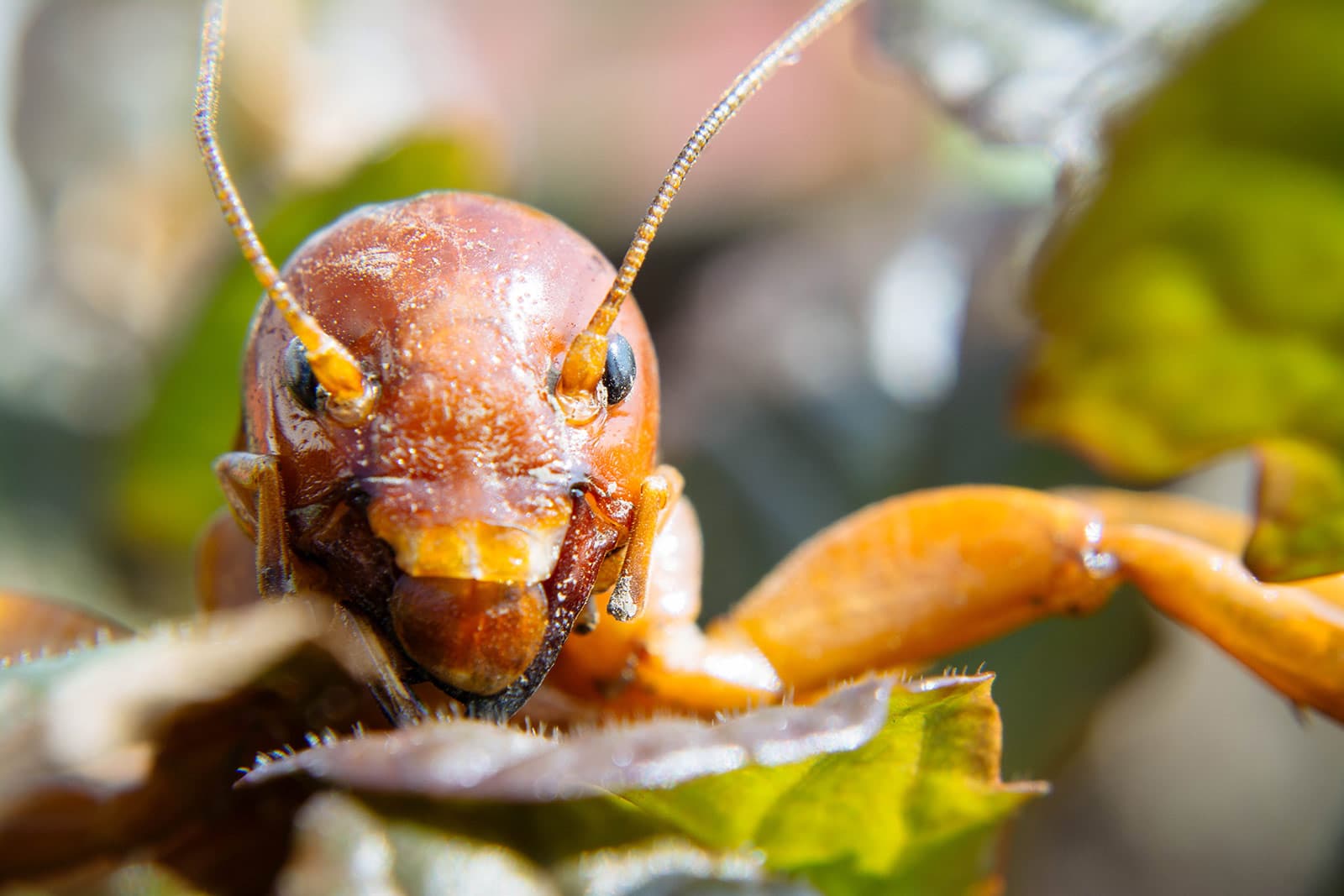 Extreme close-up of Jerusalem cricket head and antennae