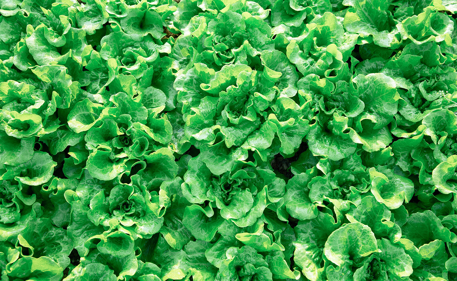 Butterhead lettuce plants clustered together