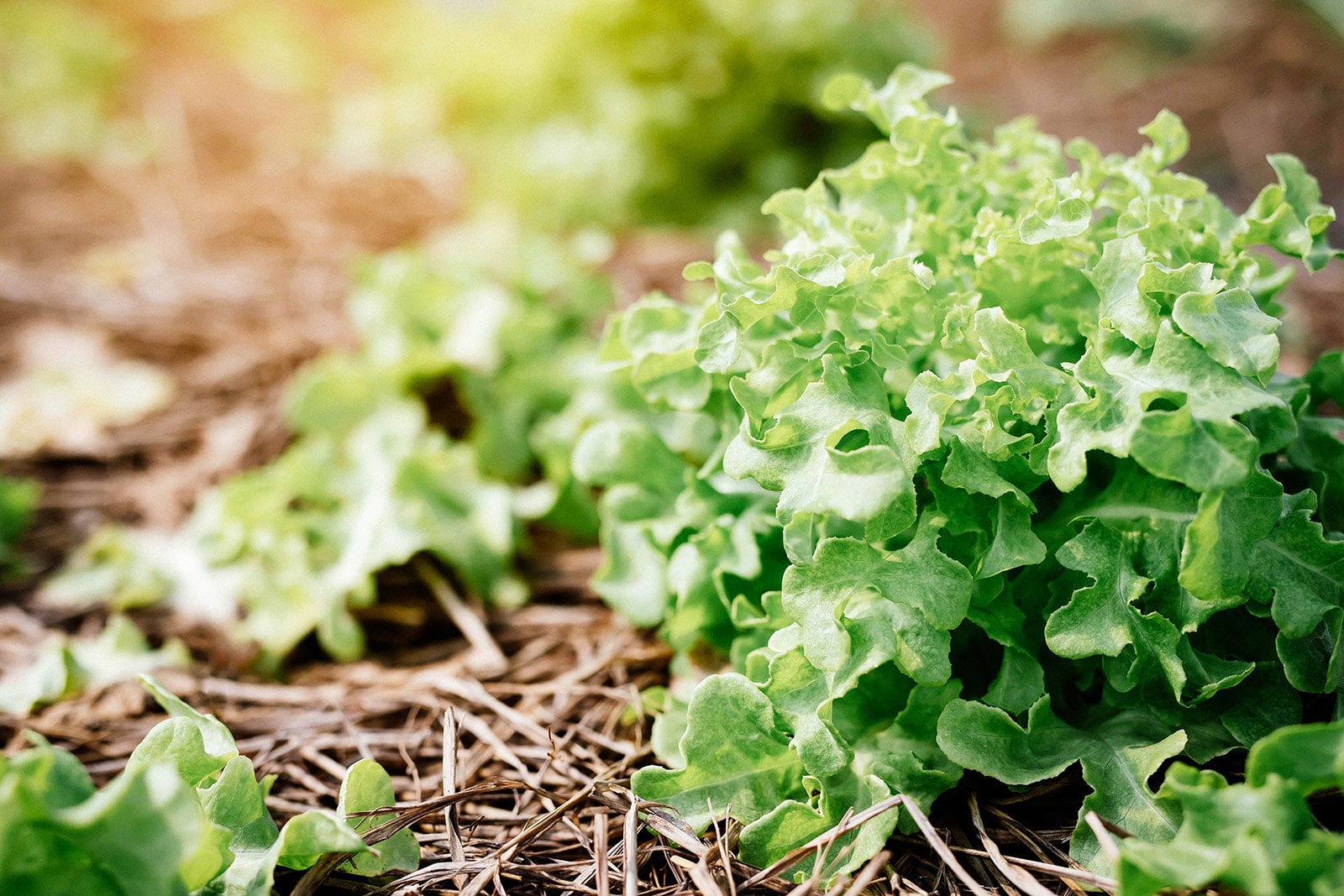 Green leaf oak leaf lettuce growing in a garden with straw mulch